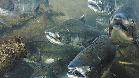 Берем лосося!